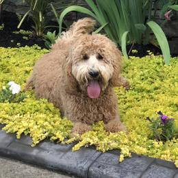 Piper - Goldendoodle
