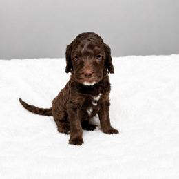 Red - Chocolate male Australian Labradoodle puppy in Springfield, Ohio from Dawson & Daryn's Royal Companions