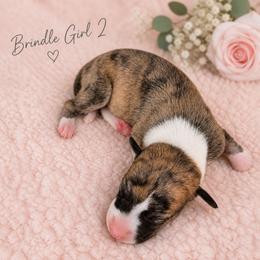 Girl 2 - Fawn brindle female Whippet puppy in Kalamazoo, Michigan from Clarriott Whippets & Cavapoos