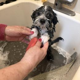 Havanese Puppies from Cielo Havanese