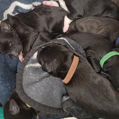 Bordoodles from Nighthawk Bordoodles