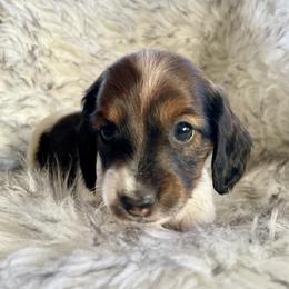 Betty - Red female Dachshund puppy in Granbury, Texas from Welden’s Miniature Dachshunds