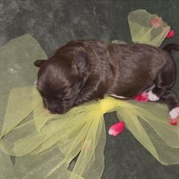 Millennium Falcon - Brown merle female Aussiedoodle puppy in Cumberland, Rhode Island from W Doodle Crew