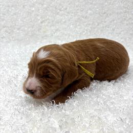 Buttercup - Red  female Goldendoodle puppy in Casselberry, Florida from My Little Doodle