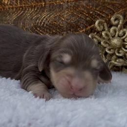 Merci female 3 - Chocolate and cream female Dachshund puppy in Desloge, Missouri from Snows Doxies