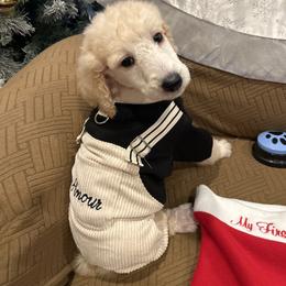 Amor - Apricot male Poodle puppy in Mobile, Alabama from Semmy’s Standard Poodle LLC