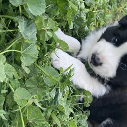 Australian Shepherd and Miniature Australian Shepherd All Grown Up from Seven K Ranch