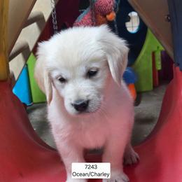 Ocean girl 3 - Light golden female Golden Retriever puppy in Niles, Michigan from Christiana Creek Goldens