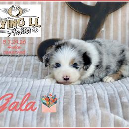 Gala - Blue merle female Miniature Australian Shepherd puppy in Madisonville, Texas from Flying LL Aussies