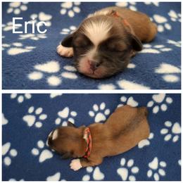 Eric - Red male Lhasa Apso puppy in Cincinnati, Ohio from Shangri-La Lhasa Apsos