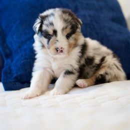 Ocean - Blue merle Australian Shepherd puppy in Patchogue, New York from South Shore Aussies