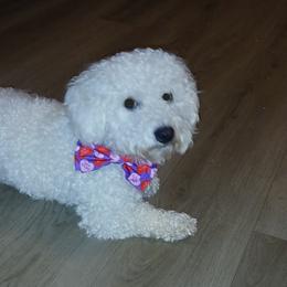 Cavalier King Charles Spaniels and Cavapoos from Oakdale Cavaliers