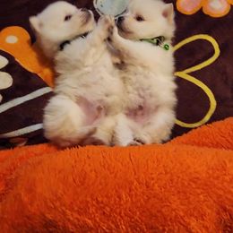 Pomeranian Puppies from Ramos' Pommies