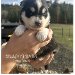 Runamok Peppermint Schnaaps (Pepper) - Black and white female Pomsky puppy in St. Maries, Idaho from Runamok Farm