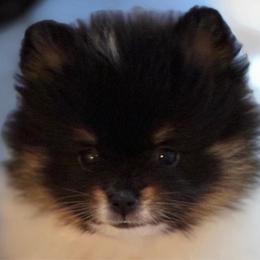 Delta Dawn - Black and tan parti female Pomeranian puppy in Palatka, Florida from Sugarland Pomeranians