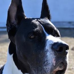 Great Danes from Making Memories Farm