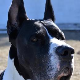 Great Danes from Making Memories Farm