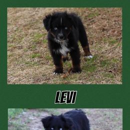 Miniature Australian Shepherd and Toy Australian Shepherd All Grown Up from BK Rustic Aussies