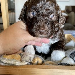 Lagotto Romagnolo Puppies from Agapē Lagotto Romagnolo