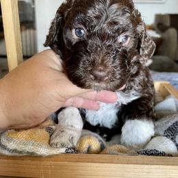 Lagotto Romagnolo Puppies from Agapē Lagotto Romagnolo