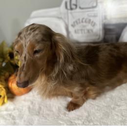 Dixie - Dachshund