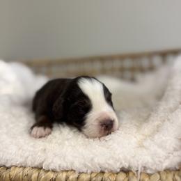 Red Tri Male 1 - Red tri male Miniature Australian Shepherd puppy in Stuart, Virginia from Apple Tree Mini Aussies