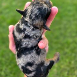 Cayman - male Cavapoochon puppy in Bullard, Texas from Cavapoochon Central LLC