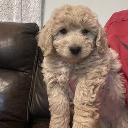 Goldendoodle Puppies from Doodle Paradise