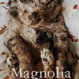 Aussiedoodles, Bernedoodles, and Poodles from Magnolia Grove Doodles