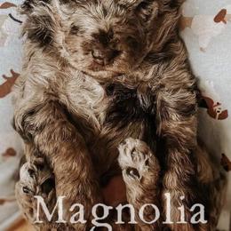 Aussiedoodles, Bernedoodles, and Poodles from Magnolia Grove Doodles