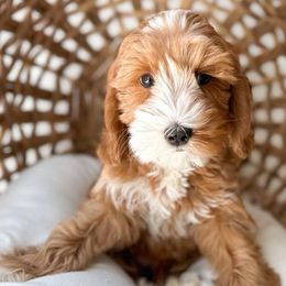 Maui - Caramel red Australian Labradoodle puppy in Palmdale, California from Doodles_Ko