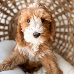 Maui - Caramel red Australian Labradoodle puppy in Palmdale, California from Doodles_Ko