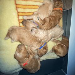 Double Doodle and Goldendoodle Puppies from Golden Paw Doodles