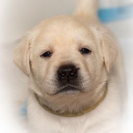Labrador Retriever Puppies from Brighton Labradors
