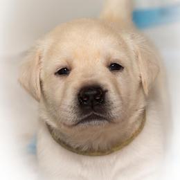 Labrador Retriever Puppies from Brighton Labradors