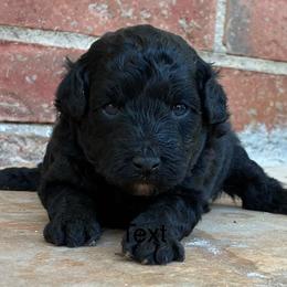 Zelda F1B - Black phantom female Aussiedoodle puppy in Oklahoma City, Oklahoma from Foneb Farm - The F1B Farm