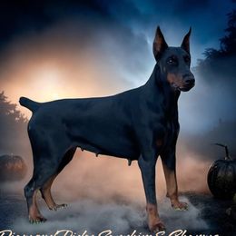 Sapphire - Doberman Pinscher