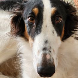 Prada - Borzoi