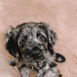 Goldendoodle Puppies from Rose and Reid Doodles