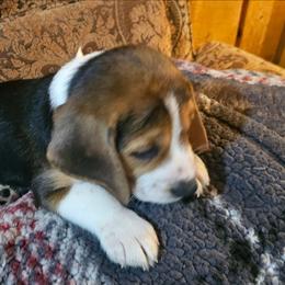 Purple Collar - Black tan and white male Beagle puppy in Knoxville, Tennessee from River Valley Hounds
