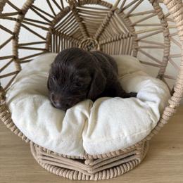 Sebastian - Blue and cream male Dachshund puppy in Kissimmee, Florida from Mini Doxie Cuties