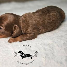 Pauly - Chocolate male Dachshund puppy in Modesto, California from Cabrera Family Kennels
