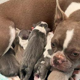 Cricket - Boston Terrier