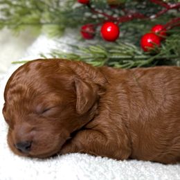 Purple collar - Red  female Goldendoodle puppy in Monrovia, California from Fancy Paws Inc