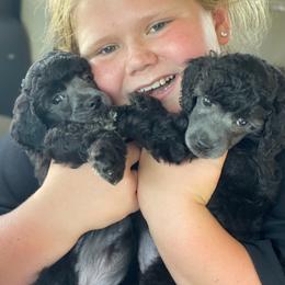 Cavapoo puppies from Callaway's Cavaliers