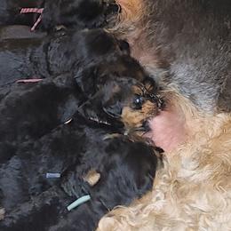 Airedale Terriers from Joanne Vohs