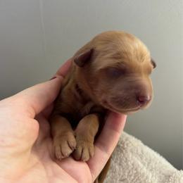 Blue Boy - Dark golden male Golden Retriever puppy in Salt Lake City, Utah from Deseret Peak Goldens