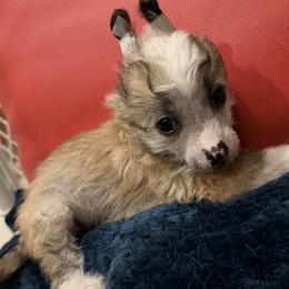Toby - White and chocolate male Chinese Crested puppy in Fuquay Varina, North Carolina from Frozen Star Kennels