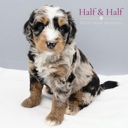 Bernedoodle Puppies from Deep Creek Doodles