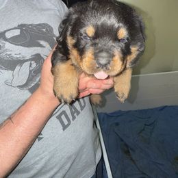 Rottweiler Puppies from Von Locher Rotties